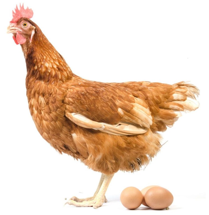 Highland Live Poultry Just another WordPress site